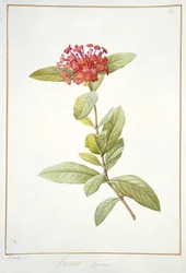 Ixora speciosa, 1812
